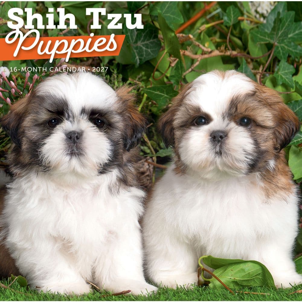 Shih Tzu Puppies 2027 Wall Calendar Main Product Image