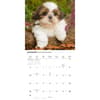 image Shih Tzu Puppies 2027 Wall Calendar Second Alternate Image