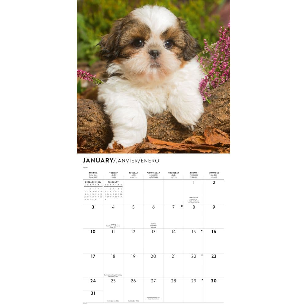 Shih Tzu Puppies 2027 Wall Calendar Second Alternate Image