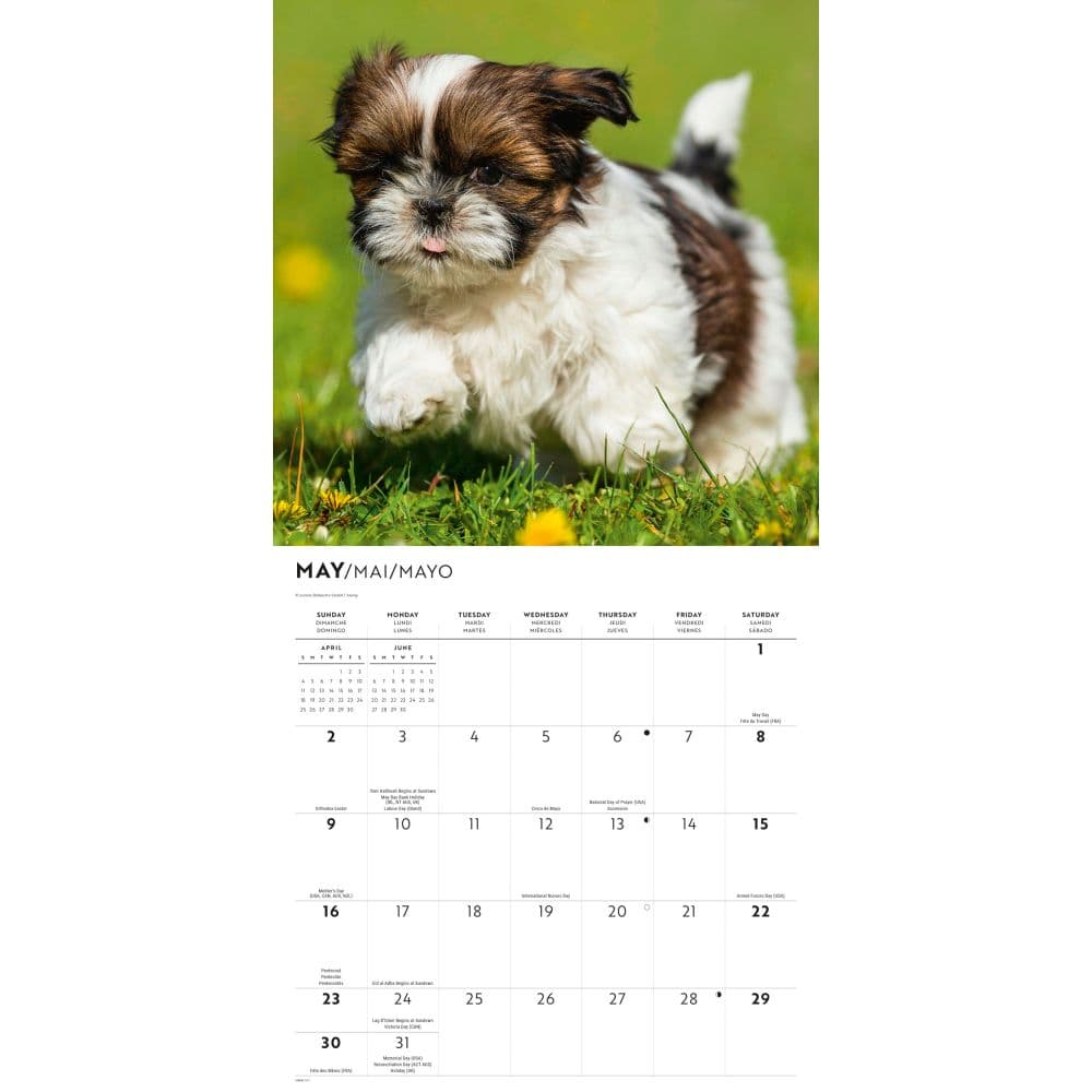 Shih Tzu Puppies 2027 Wall Calendar Third Alternate Image