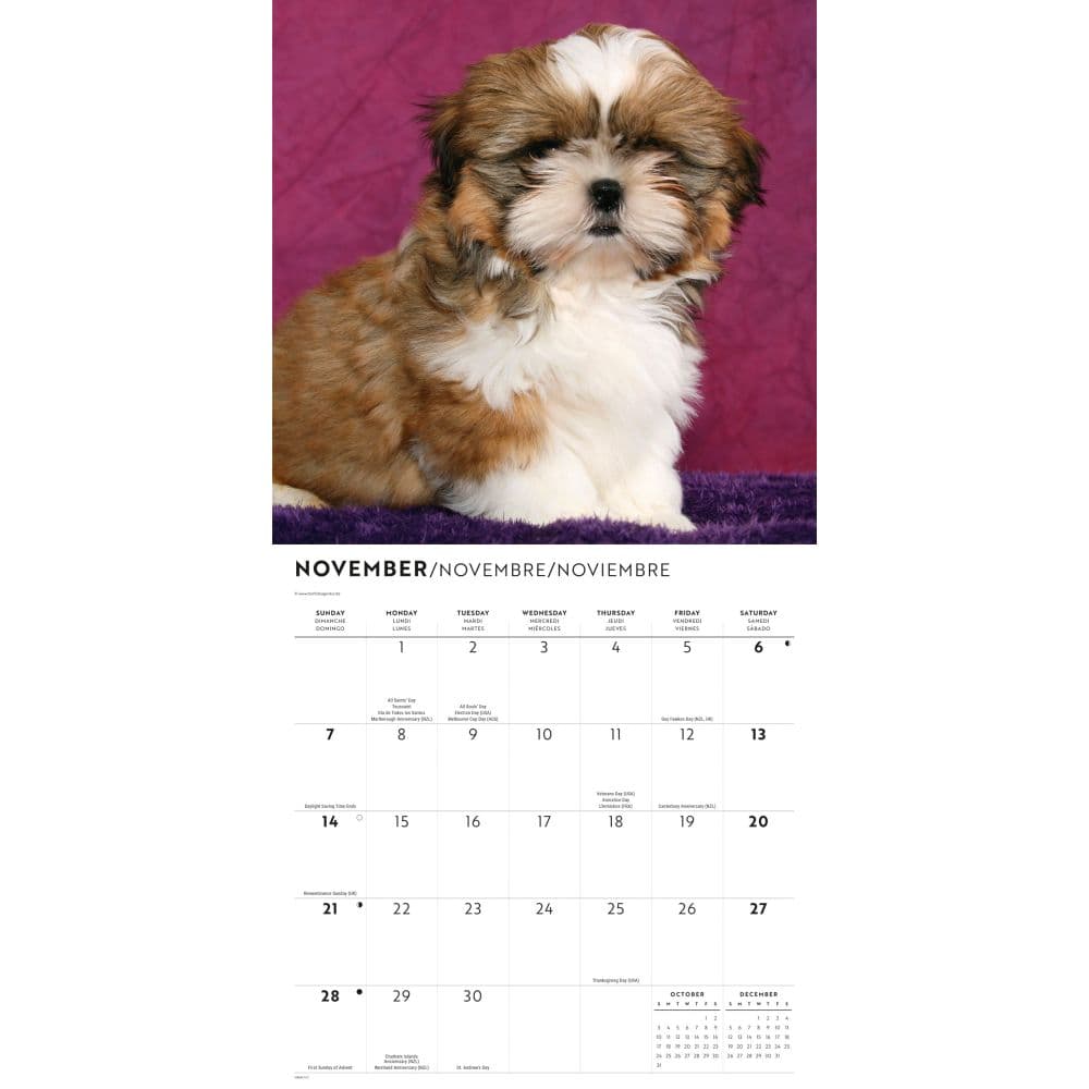 Shih Tzu Puppies 2027 Wall Calendar Fourth Alternate Image