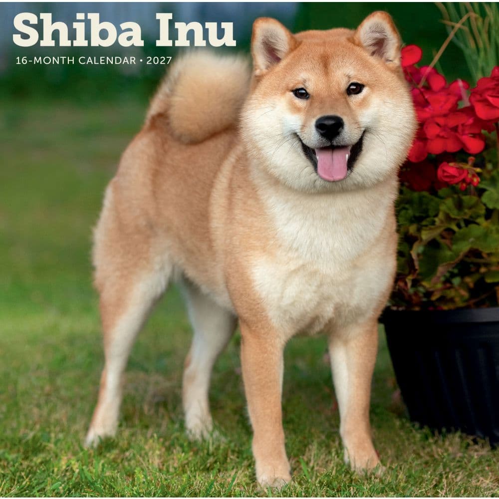 Shiba Inu 2027 Wall Calendar Main Product Image