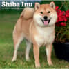 image Shiba Inu 2027 Wall Calendar Main Product Image
