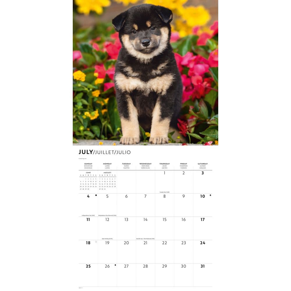 Shiba Inu 2027 Wall Calendar Third Alternate Image