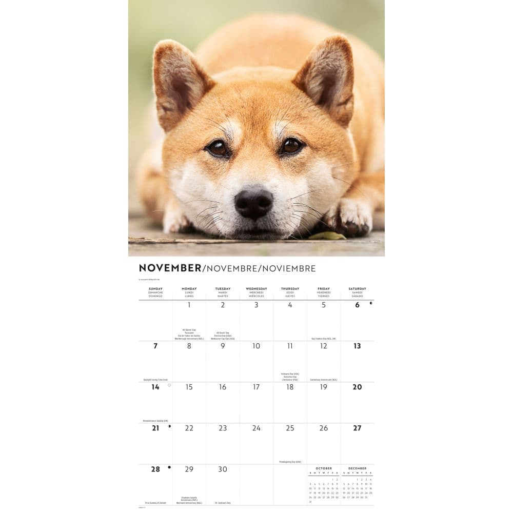 Shiba Inu 2027 Wall Calendar Fourth Alternate Image