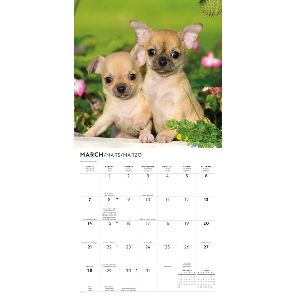 Puppy Pals Plato 2027 Wall Calendar Second Alternate Image