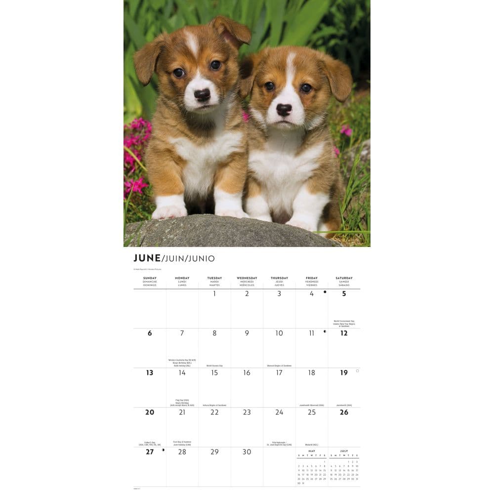 Puppy Pals Plato 2027 Wall Calendar Third Alternate Image