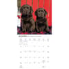 image Puppy Pals Plato 2027 Wall Calendar Fourth Alternate Image