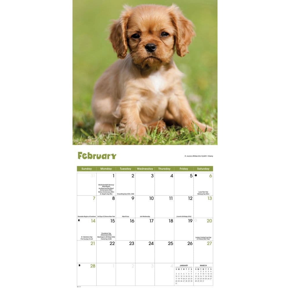 Puppies 2027 Mini Wall Calendar Second Alternate Image