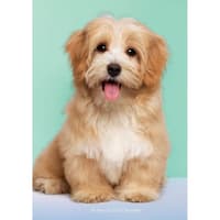 image Puppies 2027 Engagement Planner Main Product Image