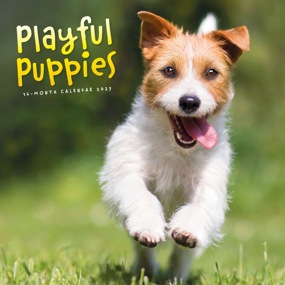 image Playful Puppies 2027 Wall Calendar Main Product Image