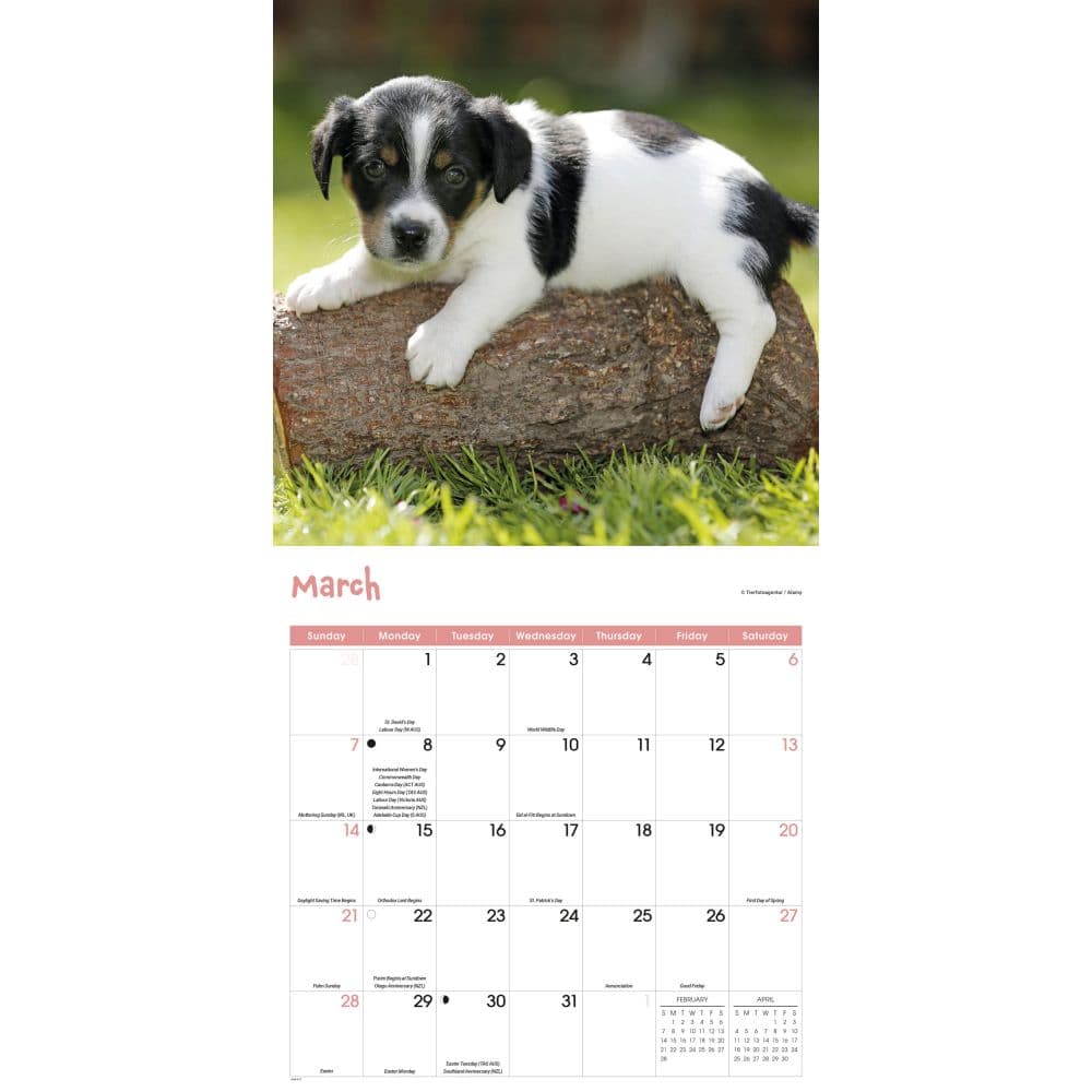 Playful Puppies 2027 Wall Calendar Second Alternate Image