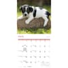 image Playful Puppies 2027 Wall Calendar Second Alternate Image