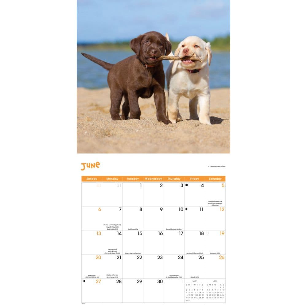 Playful Puppies 2027 Wall Calendar Third Alternate Image
