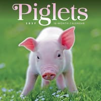 image Piglets 2027 Mini Wall Calendar Main Product Image