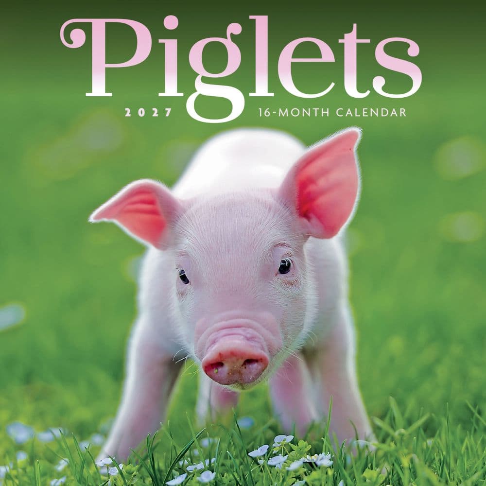 image Piglets 2027 Mini Wall Calendar Main Product Image
