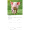 image Piglets 2027 Mini Wall Calendar Second Alternate Image