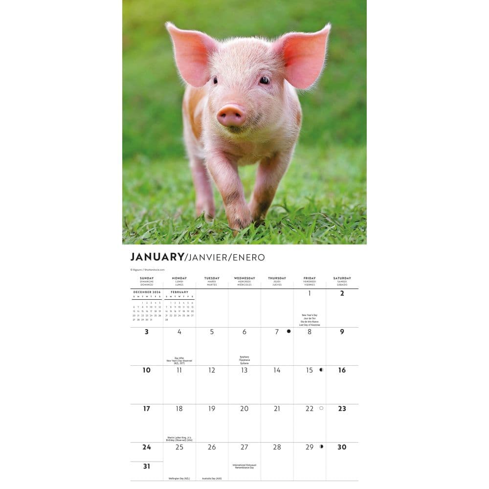 Piglets 2027 Mini Wall Calendar Second Alternate Image