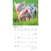 image Piglets 2027 Mini Wall Calendar Third Alternate Image
