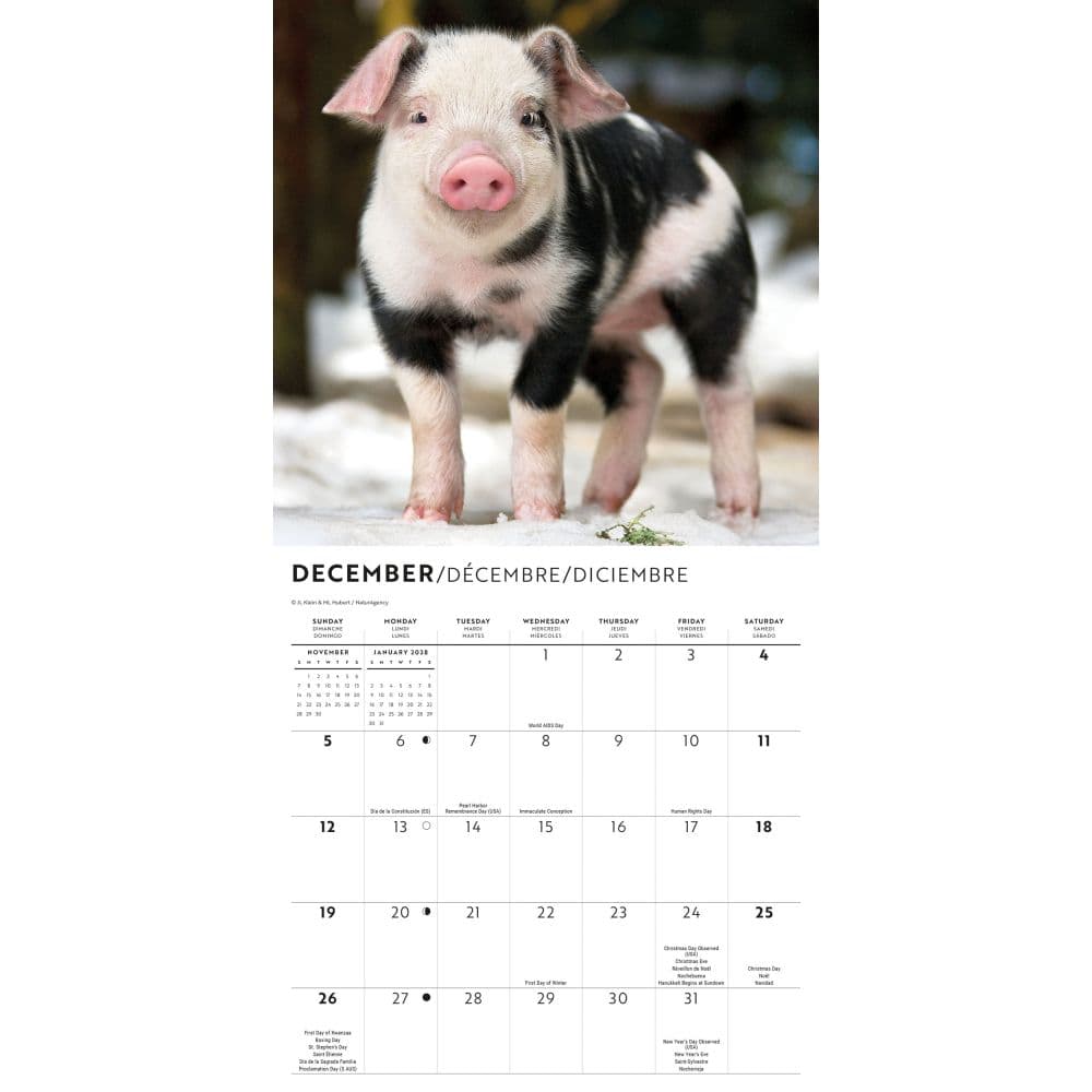 Piglets 2027 Mini Wall Calendar Fourth Alternate Image
