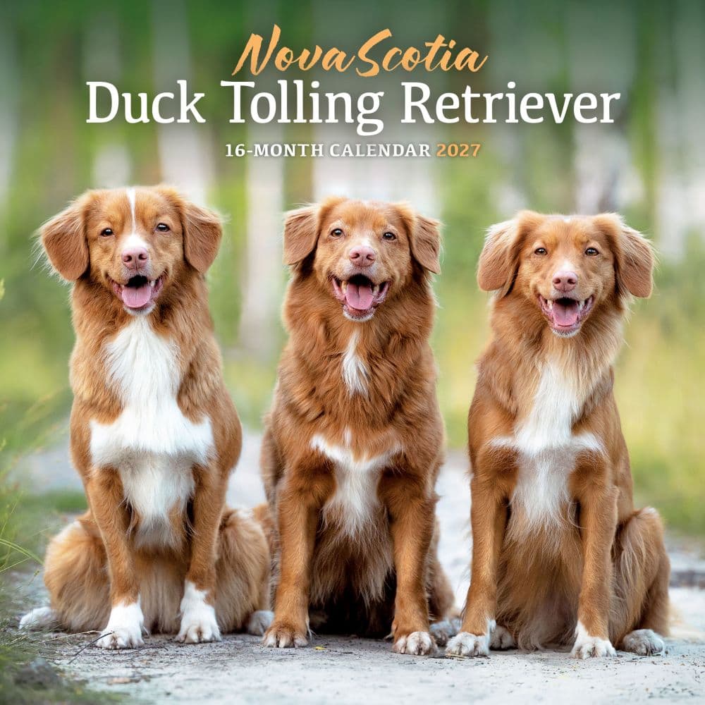 Nova Scotia Duck Tolling Retriever 2027 Wall Calendar Main Product Image