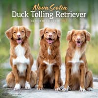 image Nova Scotia Duck Tolling Retriever 2027 Wall Calendar Main Product Image