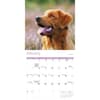 image Nova Scotia Duck Tolling Retriever 2027 Wall Calendar Second Alternate Image