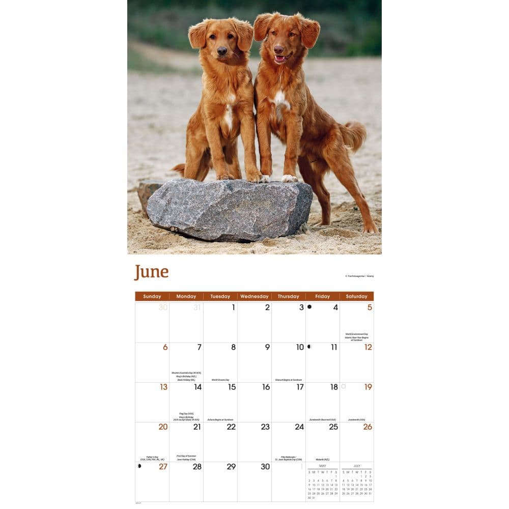Nova Scotia Duck Tolling Retriever 2027 Wall Calendar Third Alternate Image