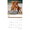 image Nova Scotia Duck Tolling Retriever 2027 Wall Calendar Third Alternate Image
