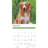 image Nova Scotia Duck Tolling Retriever 2027 Wall Calendar Fourth Alternate Image