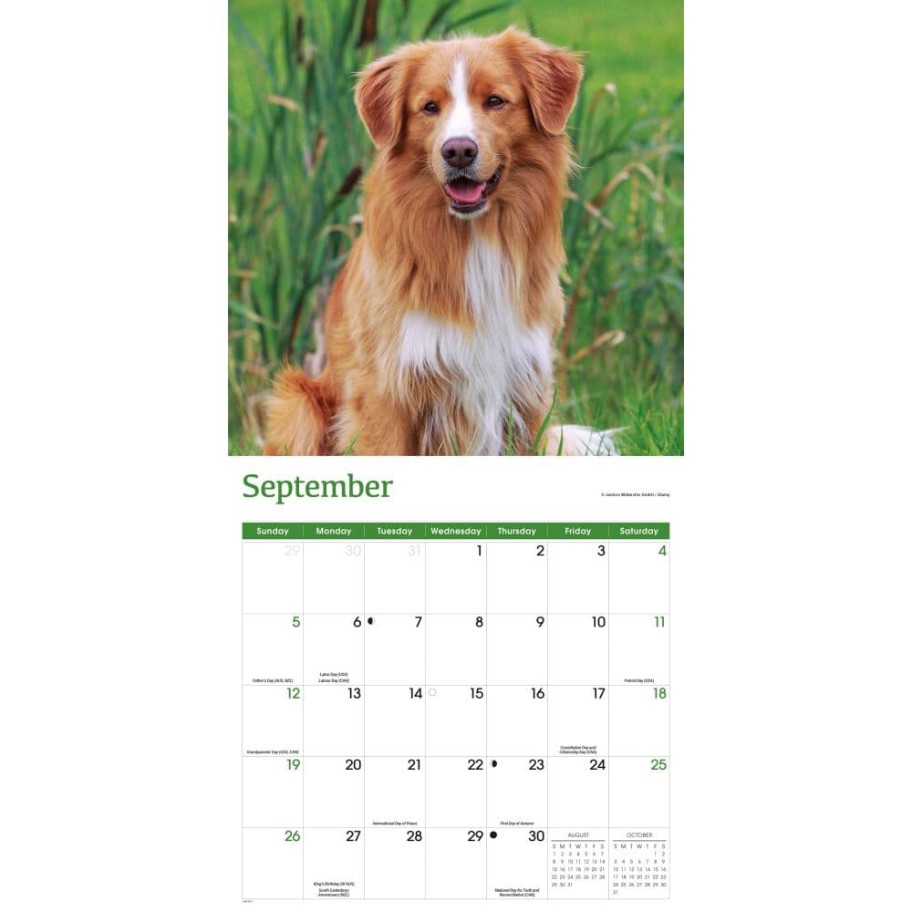 Nova Scotia Duck Tolling Retriever 2027 Wall Calendar Fourth Alternate Image