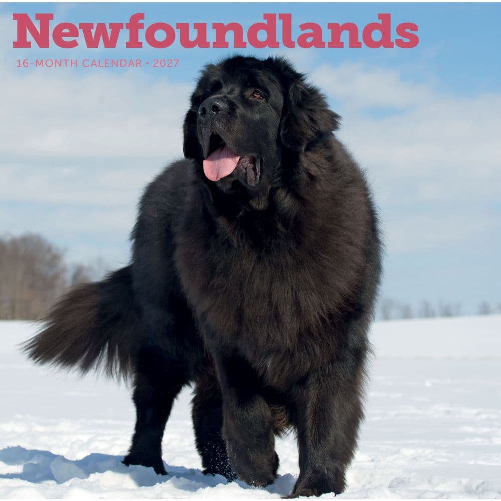 Newfoundlands 2027 Wall Calendar Main Product Image