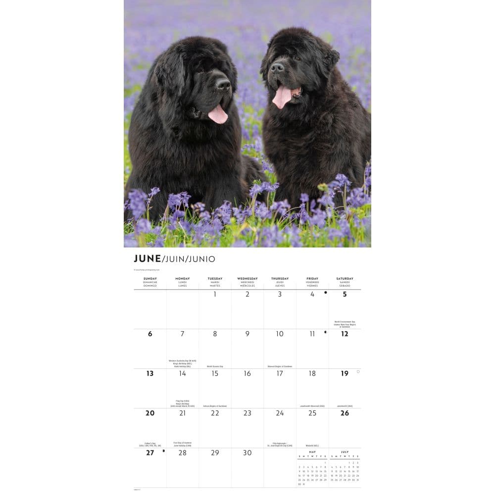 Newfoundlands 2027 Wall Calendar Second Alternate Image