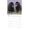 image Newfoundlands 2027 Wall Calendar Second Alternate Image
