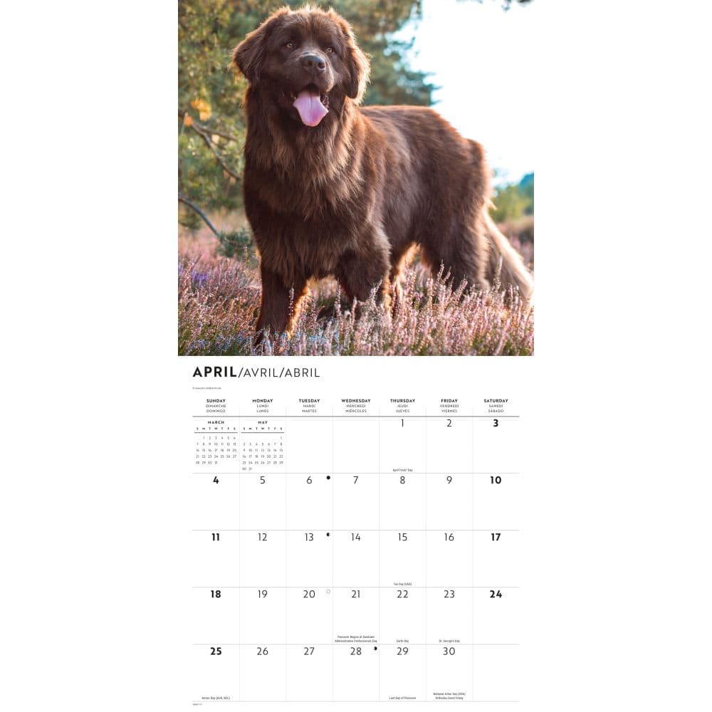 Newfoundlands 2027 Wall Calendar Third Alternate Image