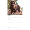 image Newfoundlands 2027 Wall Calendar Third Alternate Image