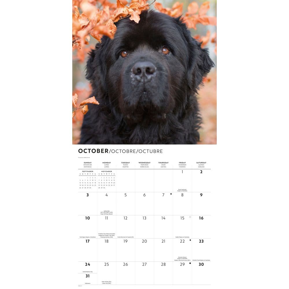 Newfoundlands 2027 Wall Calendar Fourth Alternate Image