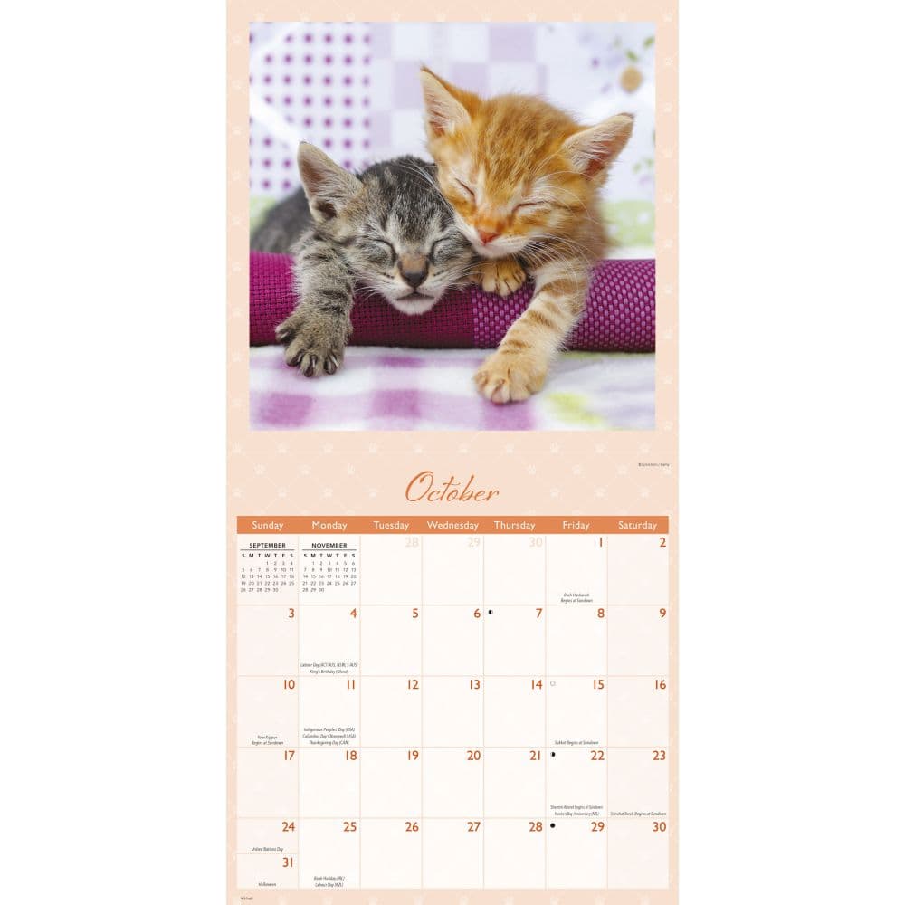 Naptime 2027 Wall Calendar Fourth Alternate Image