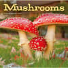 image Mushrooms 2027 Wall Calendar Main Product Image