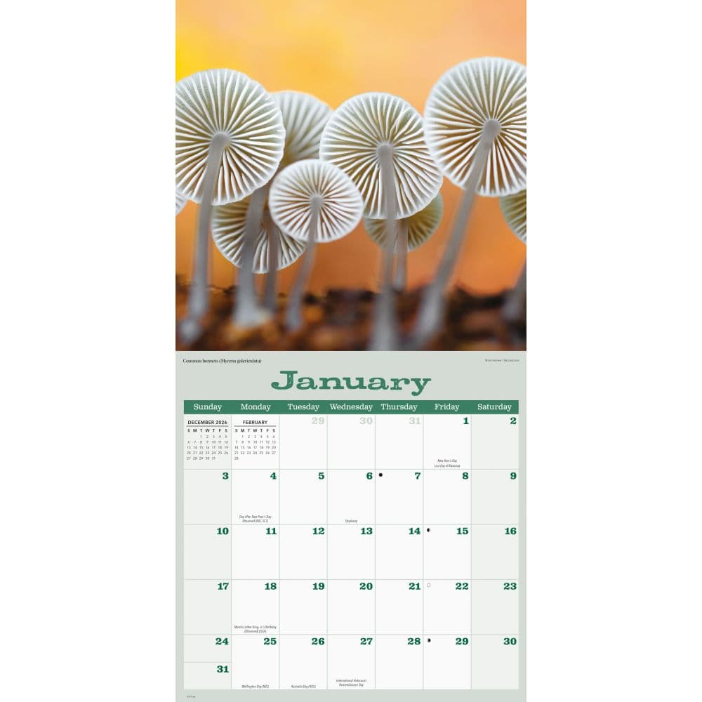 Mushrooms 2027 Wall Calendar Second Alternate Image