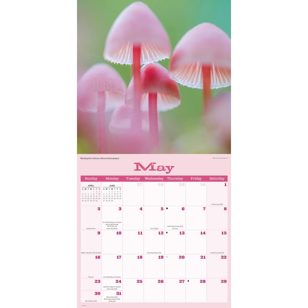 Mushrooms 2027 Wall Calendar Third Alternate Image