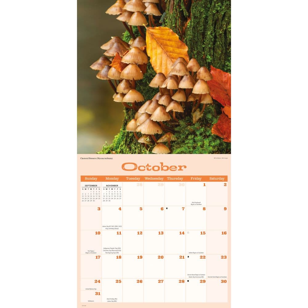 Mushrooms 2027 Wall Calendar Fourth Alternate Image
