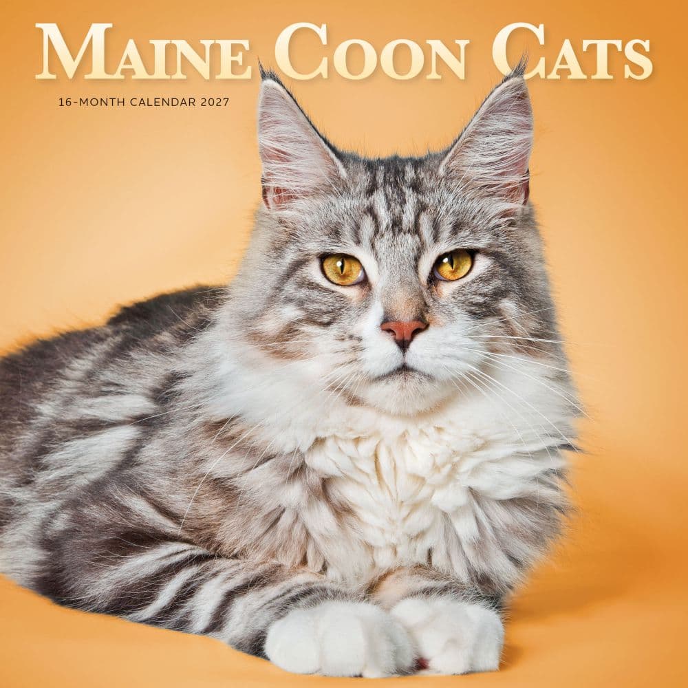 Maine Coon Cats 2027 Wall Calendar Main Product Image