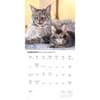 image Maine Coon Cats 2027 Wall Calendar Second Alternate Image
