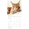 image Maine Coon Cats 2027 Wall Calendar Third Alternate Image