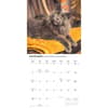 image Maine Coon Cats 2027 Wall Calendar Fourth Alternate Image