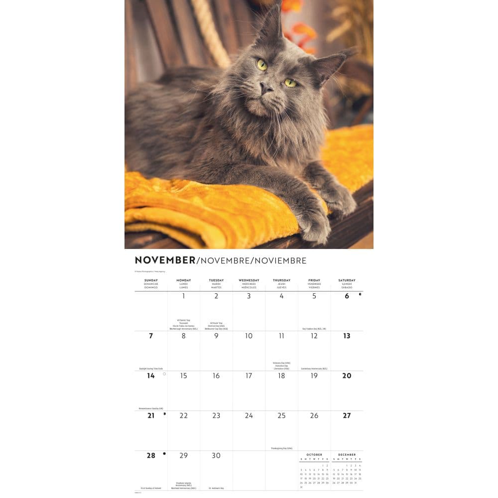Maine Coon Cats 2027 Wall Calendar Fourth Alternate Image