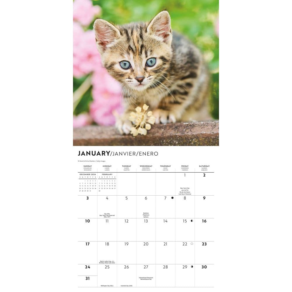 Love of Kittens 2027 Mini Wall Calendar Second Alternate Image