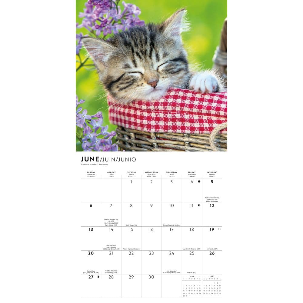 Love of Kittens 2027 Mini Wall Calendar Third Alternate Image