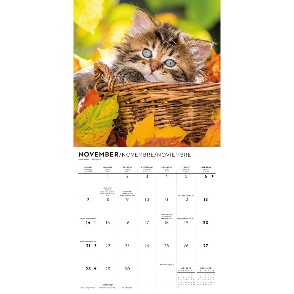 Love of Kittens 2027 Mini Wall Calendar Fourth Alternate Image